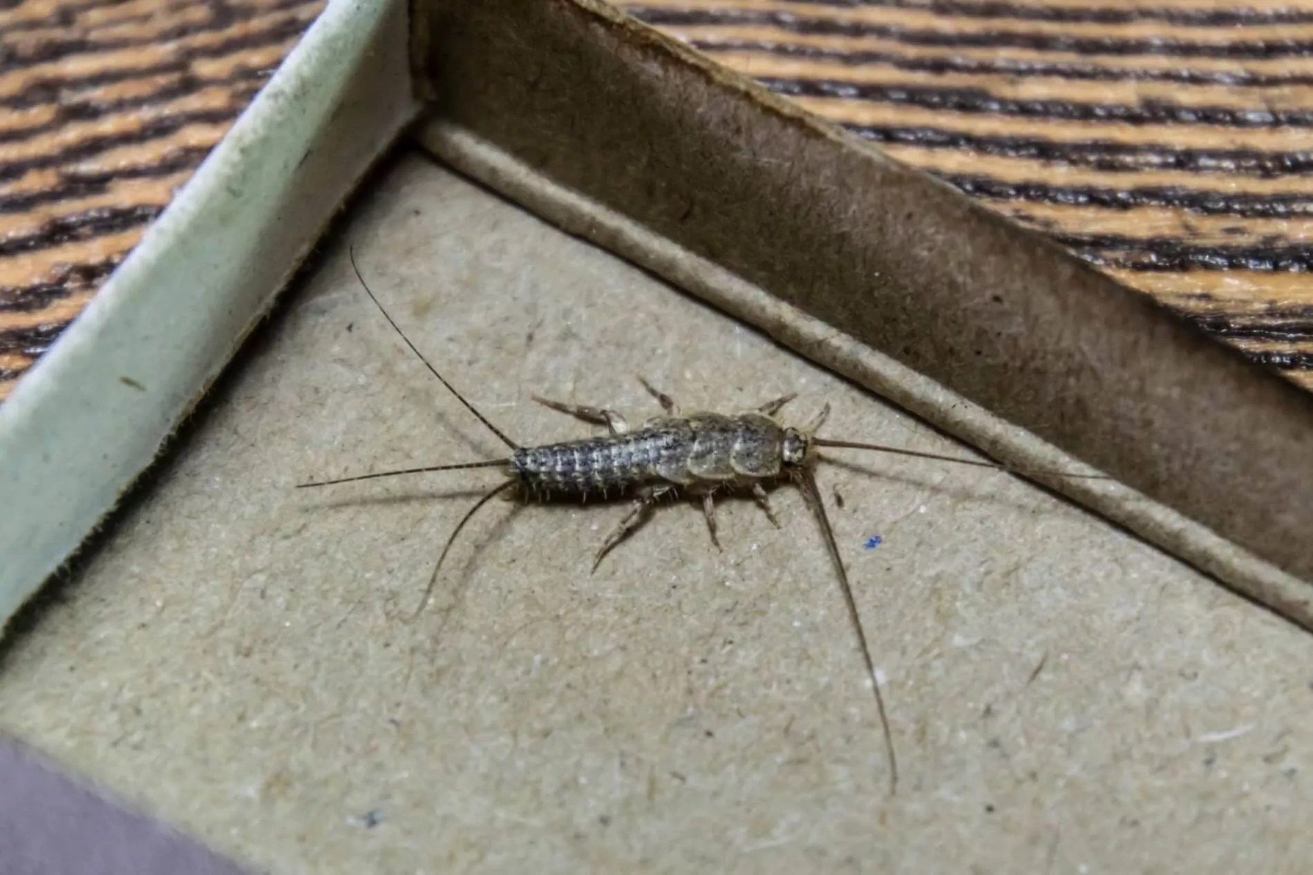 Best Bed Bug Exterminator Pittsburgh Crossing