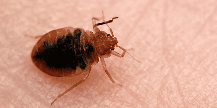 This flea spray for furniture and carpet can be used on cracks, crevices, harborages, bed frames, box springs, inside empty dressers, furniture and clothes closets, carpet edges, high and low wall moldings, behind headboards, pictures, wall. What Do Bed Bug Eggs Look Like?