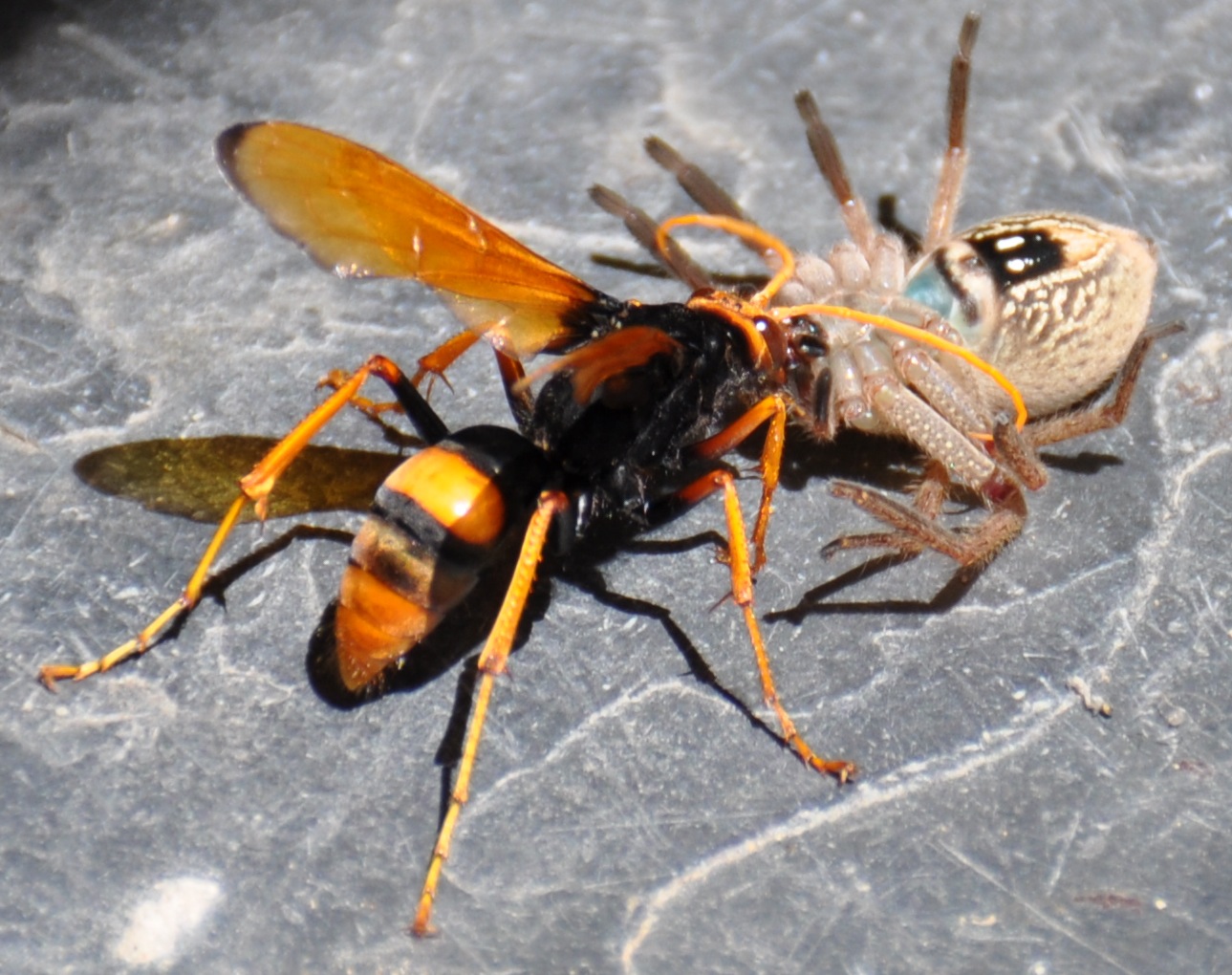 Tip 89+ about wasps in australia cool