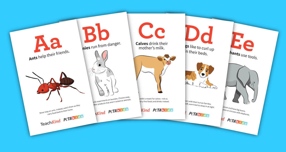 3 index cards and 1 parent card; Teachkind S Like You Only Different Alphabet Flashcards Peta