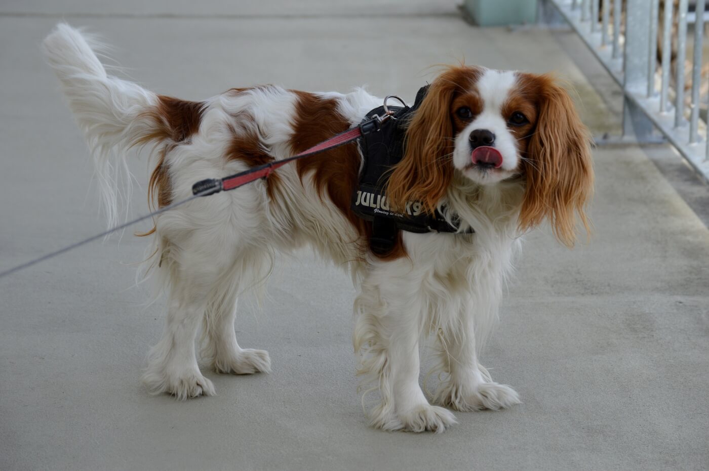 Cavalier King Charles Spaniel Health Issues: Essential Care Tips