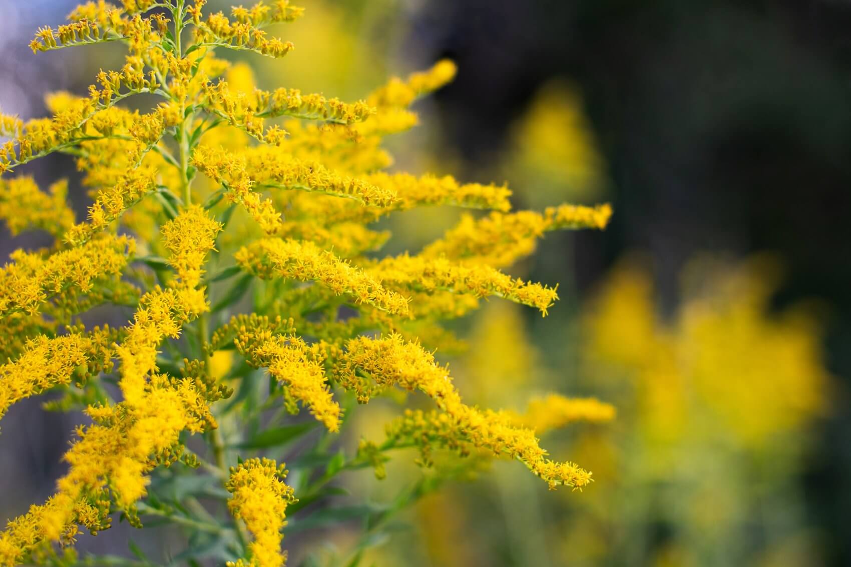 Goldenrod grows in europe, asia, and north and south america. Goldenrod Flower Meaning Popular Types And Uses Petal Republic