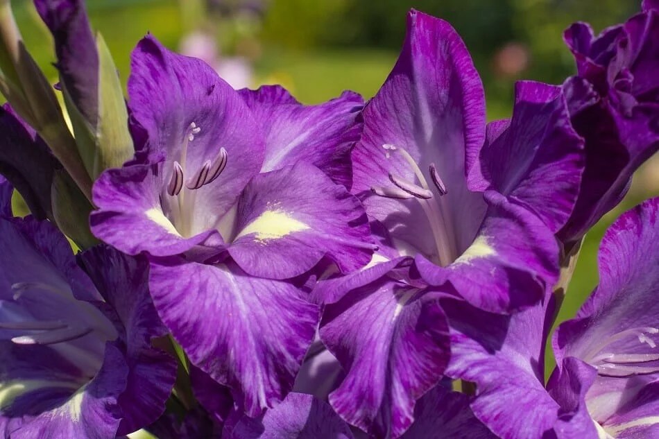 Most flowers have pleasant symbolic meanings, but a few that connotes hatred, revenge, and infidelity. Ultimate Guide To Purple Flower Meaning And Symbolism Petal Republic