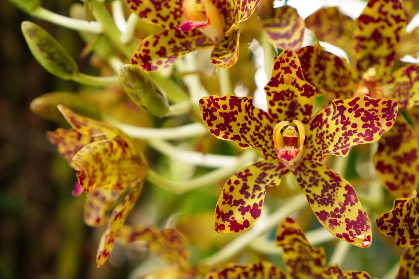 We may earn commission on some of the items you choose to buy. 43 Most Popular Types Of Orchid Plants Petal Republic