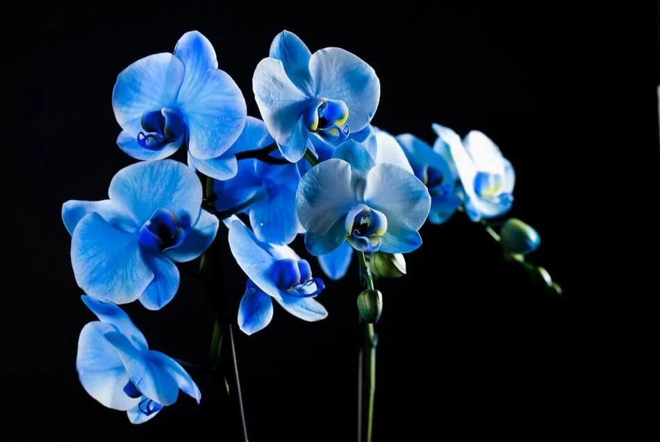 The blue vanda, which can be tricky to grow, is more of an indigo color. 50 Best Types Of Blue Flowers Petal Republic