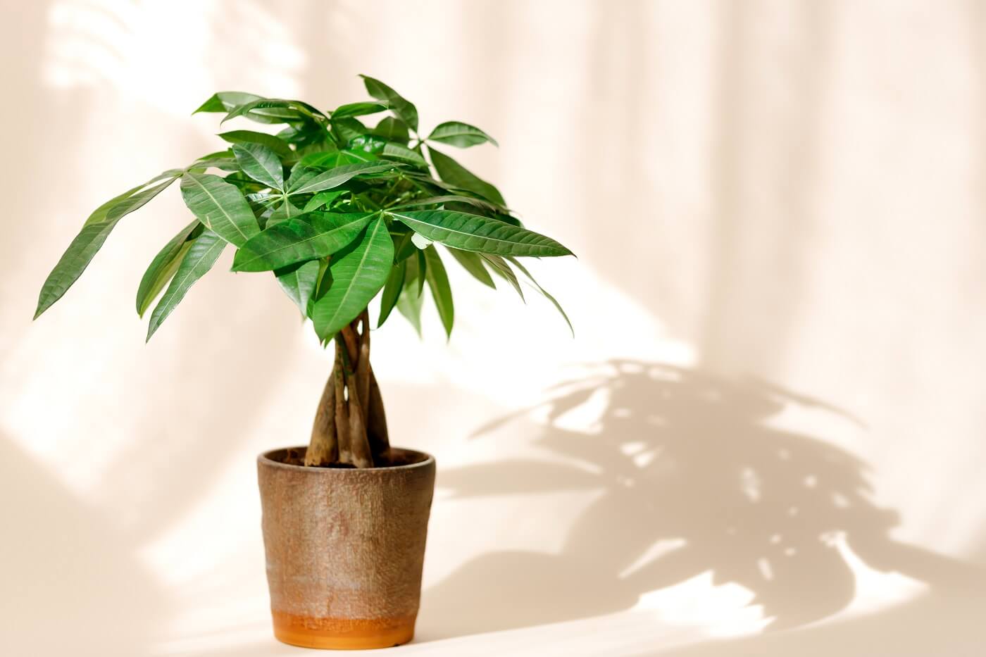 Bonsai Money Tree Meaning : Money Tree Plant Care How To Grow Maintain Money Trees Apartment Therapy : They can be eaten both raw or cooked.