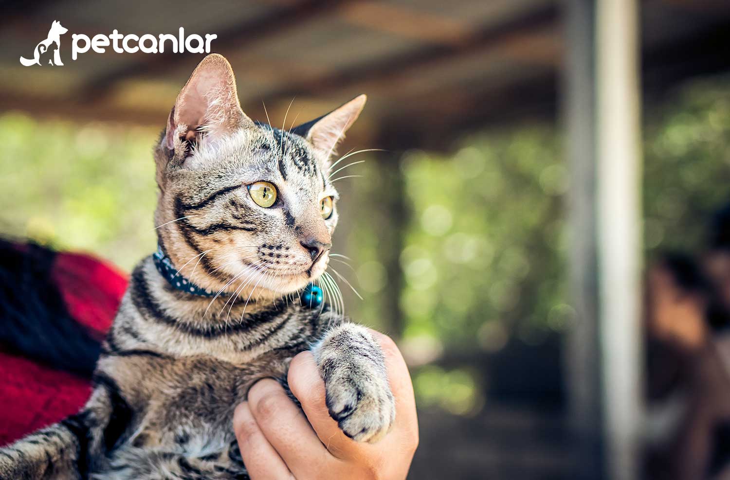 Kedinizi Guvende Hissettirecek En Iyi Kedi Yatagi Modelleri