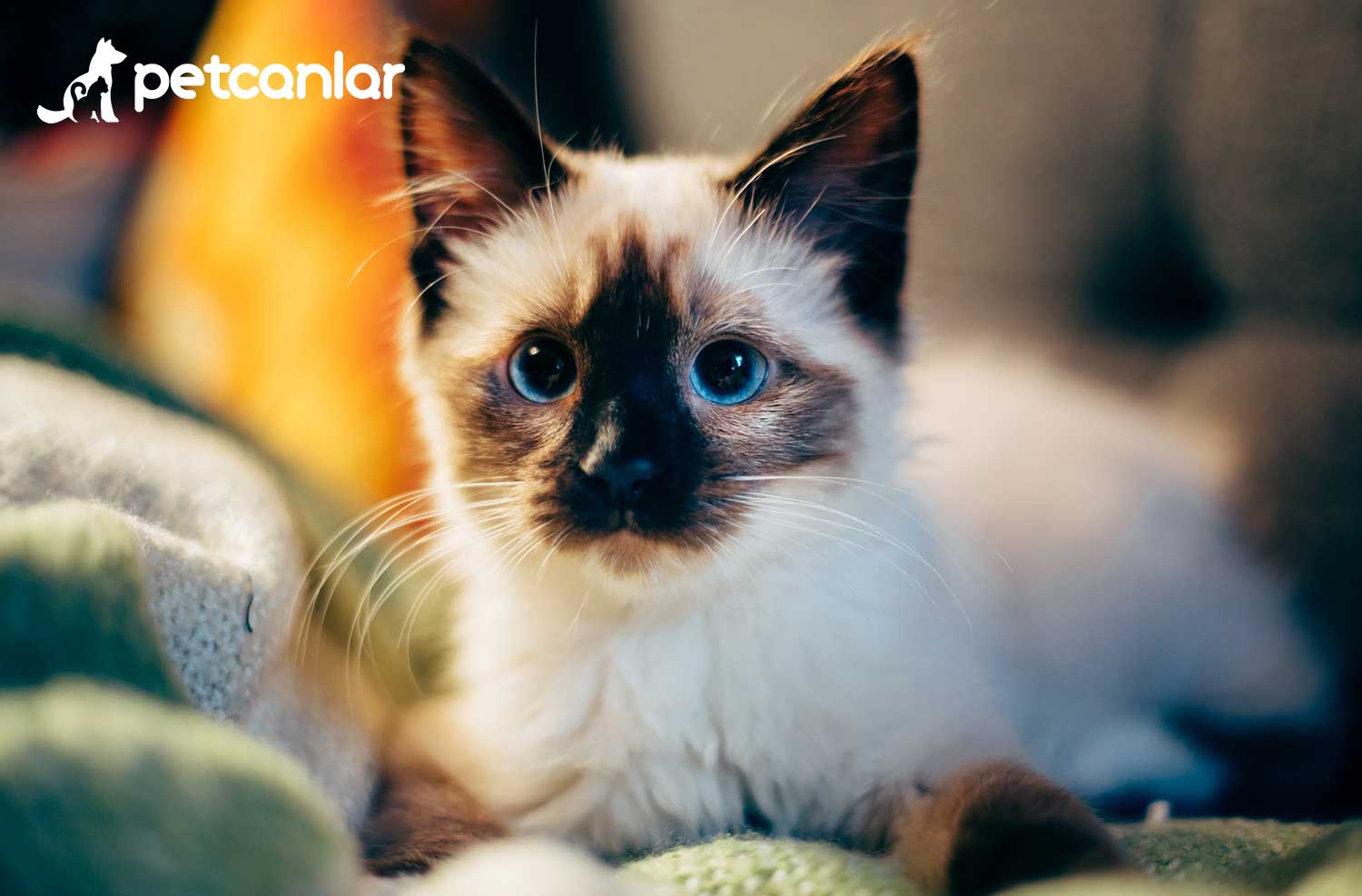 Tamamen Kapali Kum Kabi Deodorant Anti Splash Buyuk Kedi Tuvalet Cekmece Kedi Kulak Tarzi Kedi Malzemeleri Kedi Kumu Kutulari Aliexpress