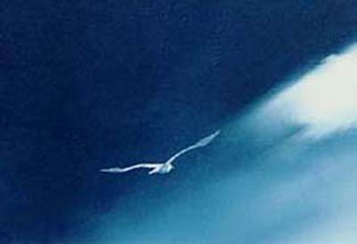 Seagull effect (Jonathan Seagull)