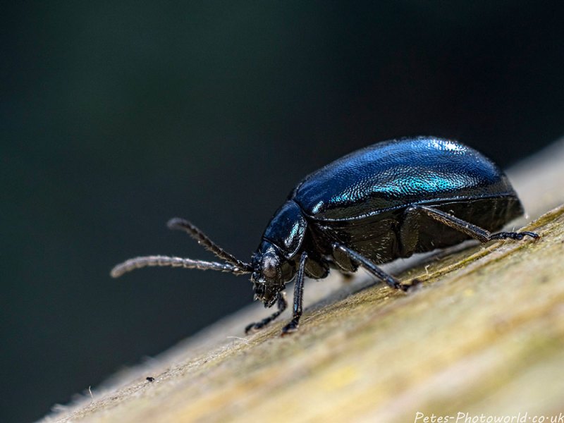 Agelastica alni (Alder leaf beetle)