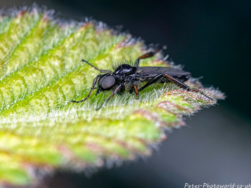 St Mark's Fly (Bibio marci)