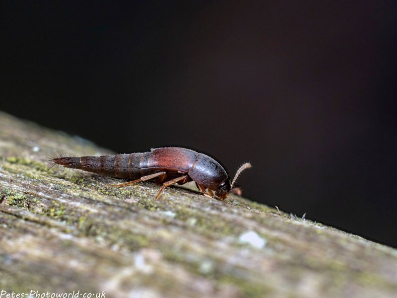 Othius punctulatus Rove Beetle