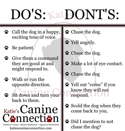 How to Train a Dog to Not Run Away: Proven Tips and Tricks