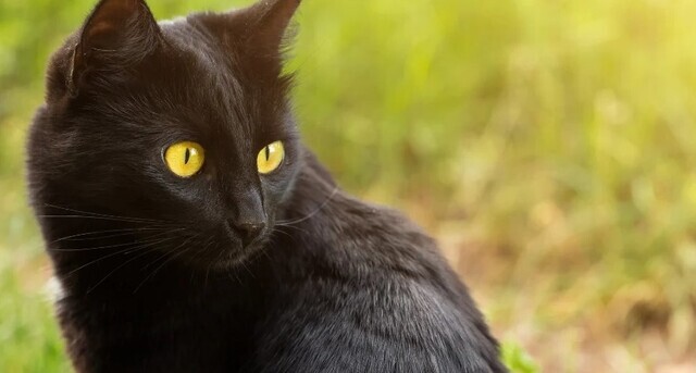 Kedi Turleri Kedi Cinsleri Ve Ozellikleri