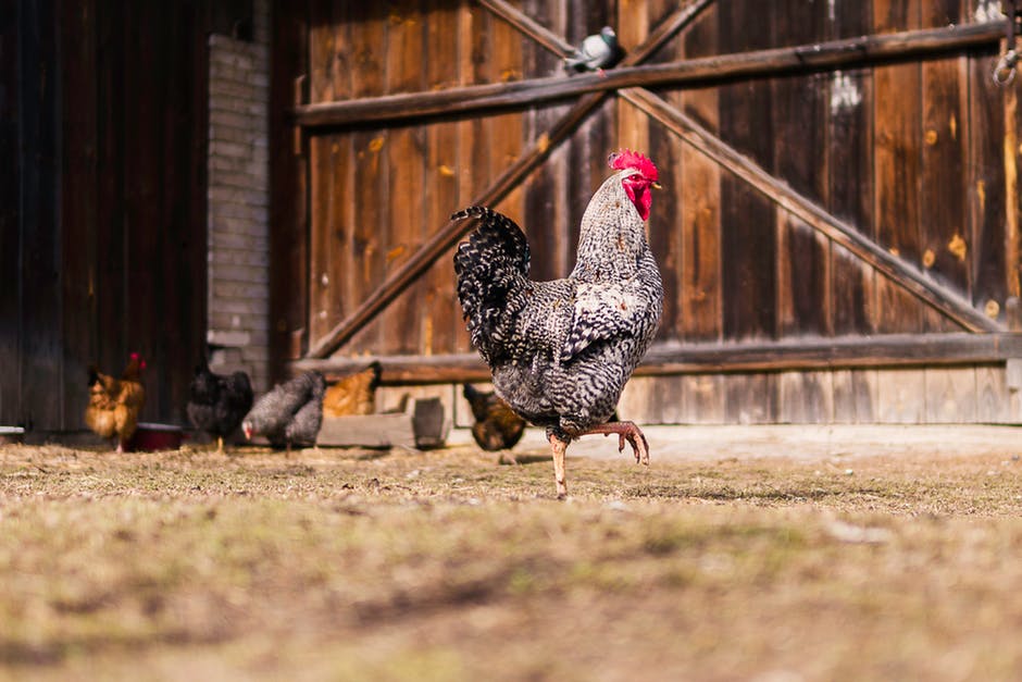 Réussir son élevage de poules pondeuses BIO - Petits Producteurs Bio