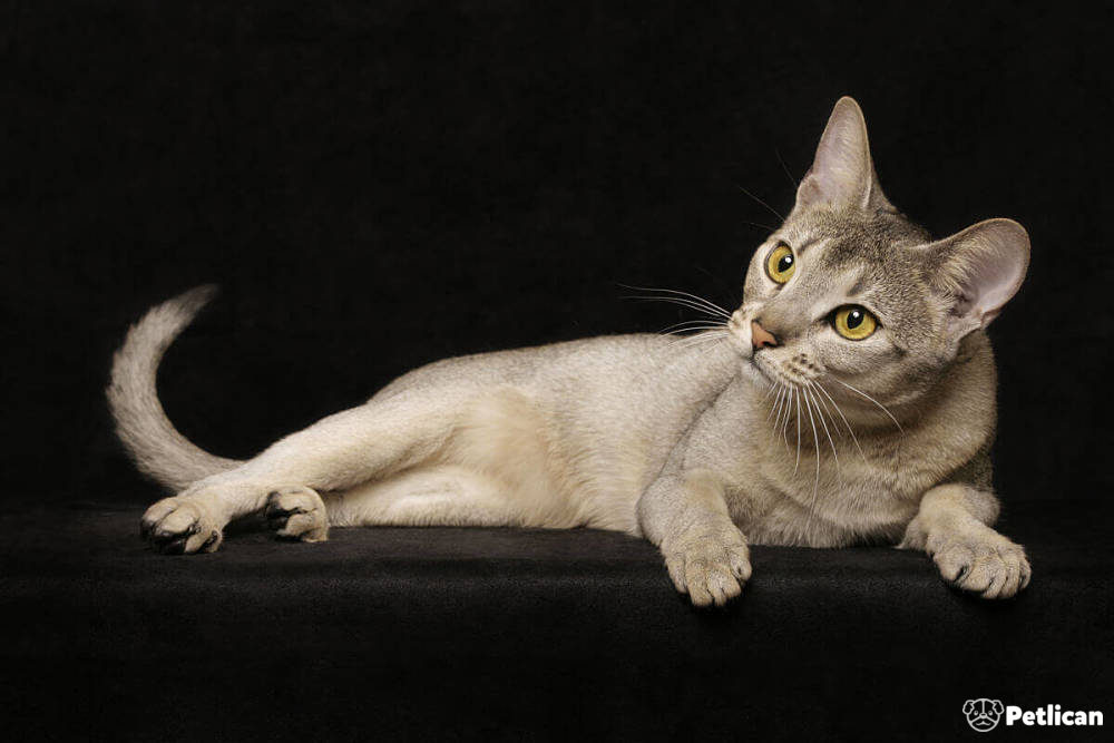 Pureabby Cattery Breeder Of Abyssinian Cats Gonderiler Facebook