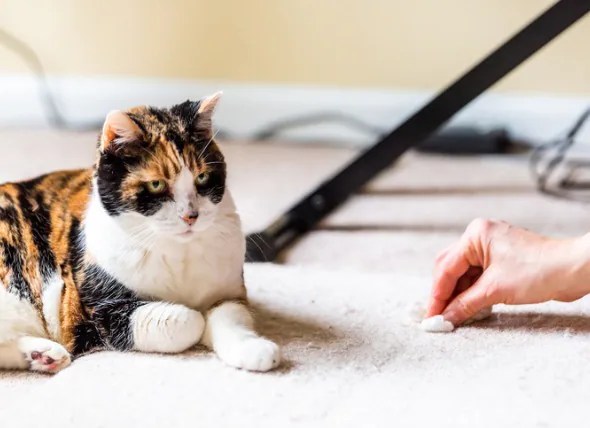 pic Cat Throwing Up Blood petmd