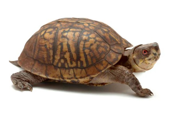 How Fast Do Box Turtles Grow How To Create The Perfect Haven For Your Box Turtle.