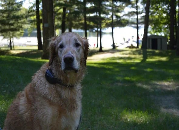 My Dog Ate A Toothpick Here S What To Do Our Vet Answers Doggie Designer Dog Eating Skewer Recipes Food Watch for sudden pain not eating vomiting and lethargy.