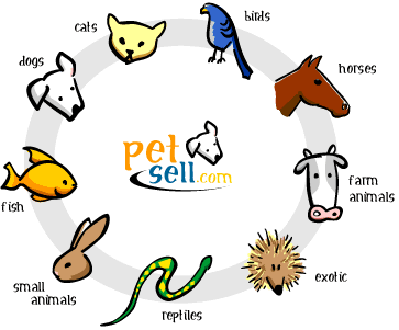 pets for sale pet classifieds - petsellcom on where can i find pets for sale