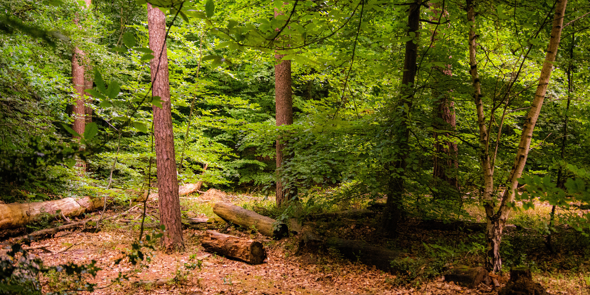 Thetford Forest