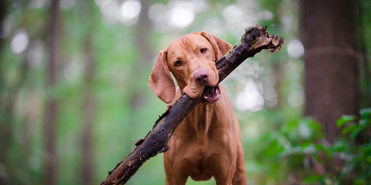 Dog in the Woods