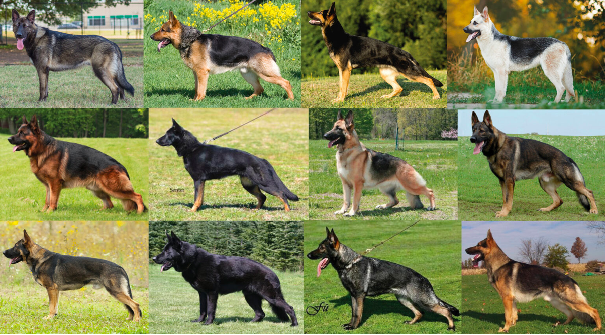 German shepherd