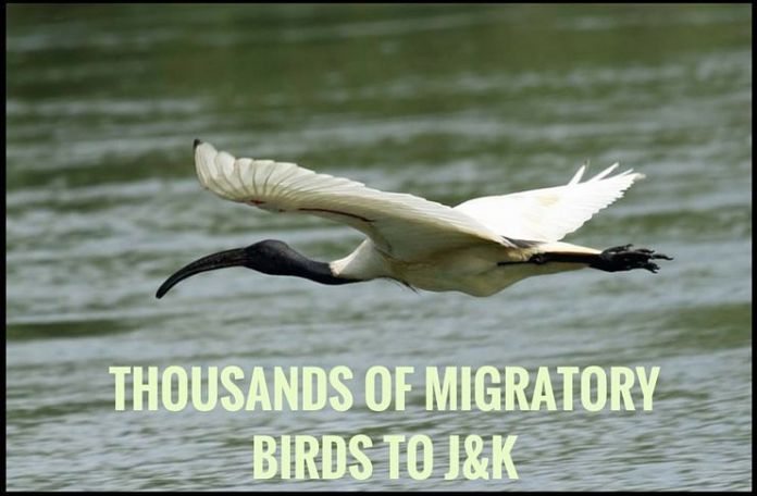 Birds- pg Birds Pg