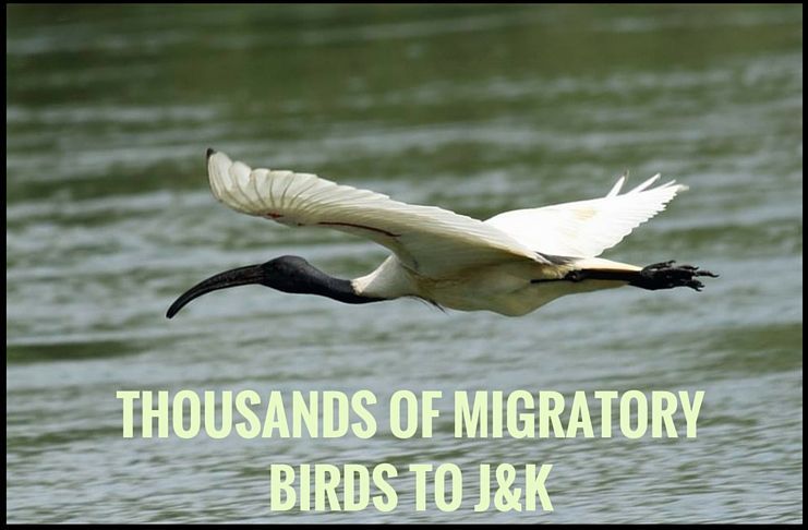 Birds Pg