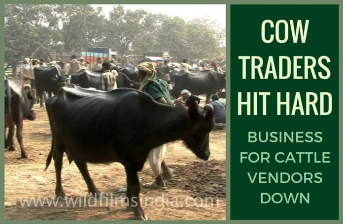 cowtradeCP Cow traders hit hard at Asia's largest Sonpur cattle fair