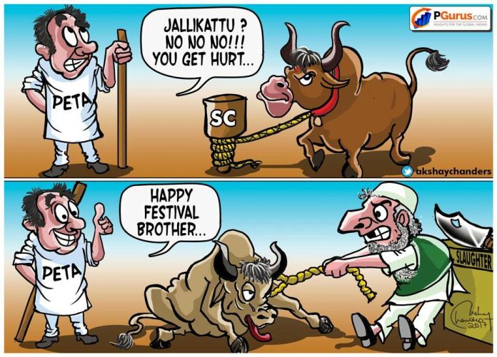 Jallikattu What was PETA thinking when they argued in the Supreme Court for banning Jallikattu?