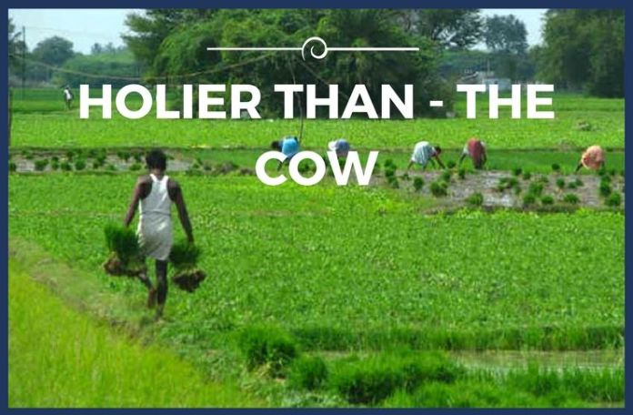 Holier than Cow Tax on agricultural income