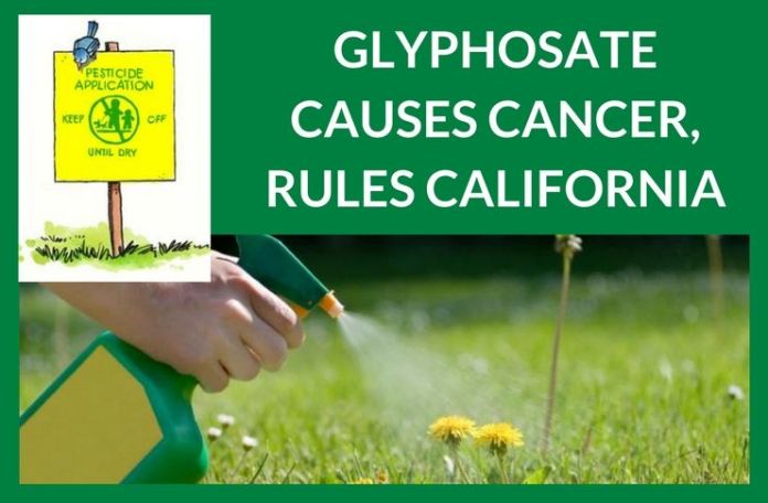 Glyphosate causes cancer, rules California Glyphosate causes cancer, rules California