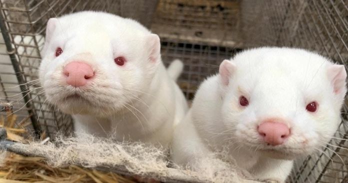 Image 2: Mink farming in Denmark