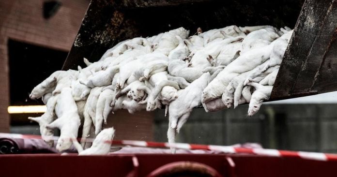 Image 3: Culled mink in Denmark