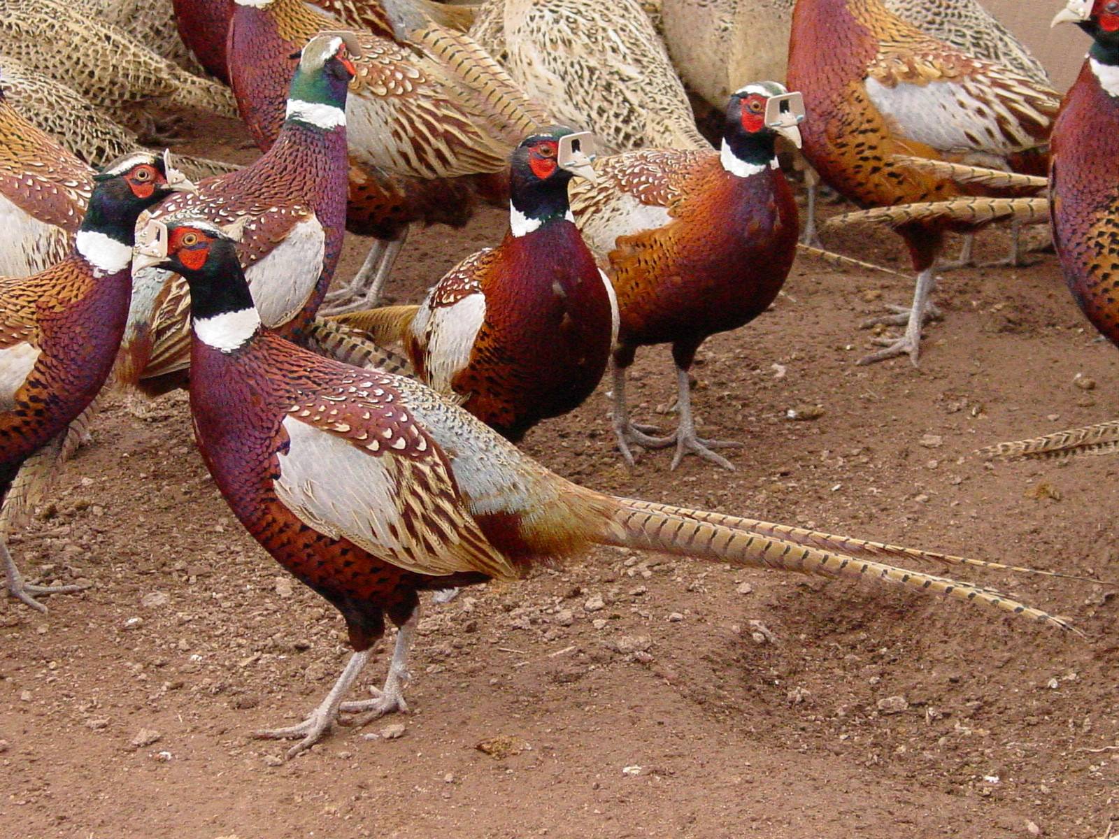 Hungarian Partridge | MacFarlane Pheasants