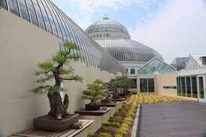 This channel is all bout learning more about bonsai. Minnesota Bonsai Society Archives Phenomnal Twin Cities