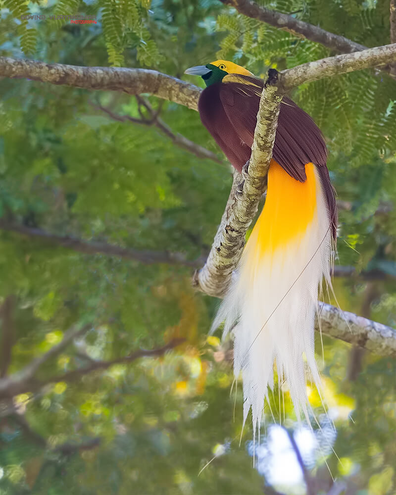 Bird of paradise- bird photography of a lifetime