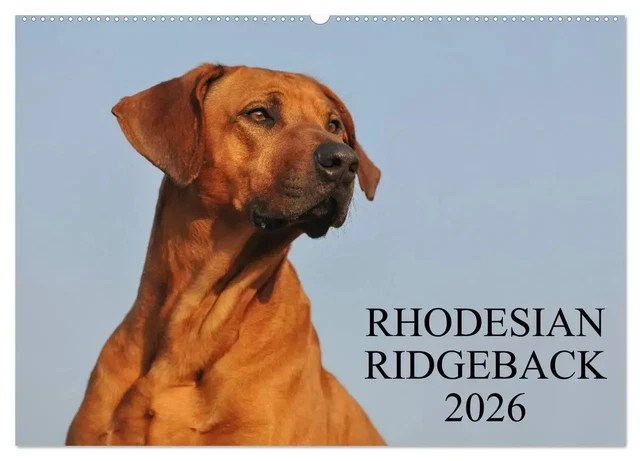 RHODESIAN RIDGEBACK 2026 2026 DIN A2 Quer CALVENDO Rhodesian Ridgeback 2026 2026 DIN A2 Quer.webp