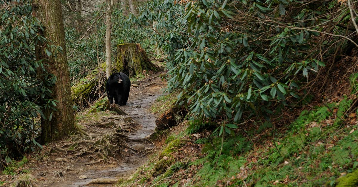 Homes are typically worth $661/sqft. All About Black Bears in the Smoky Mountains | Gatlinburg, TN