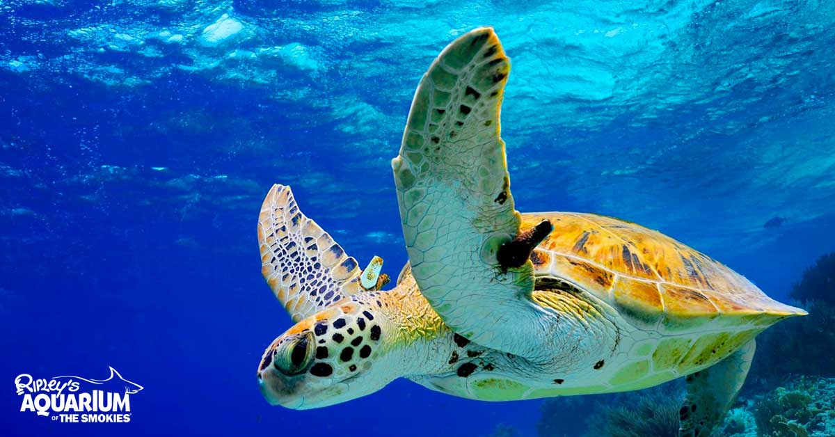The only way vacation could get any better is if you didn't have to leave your pet behind. Ripley's Aquarium of the Smokies | Gatlinburg & Pigeon