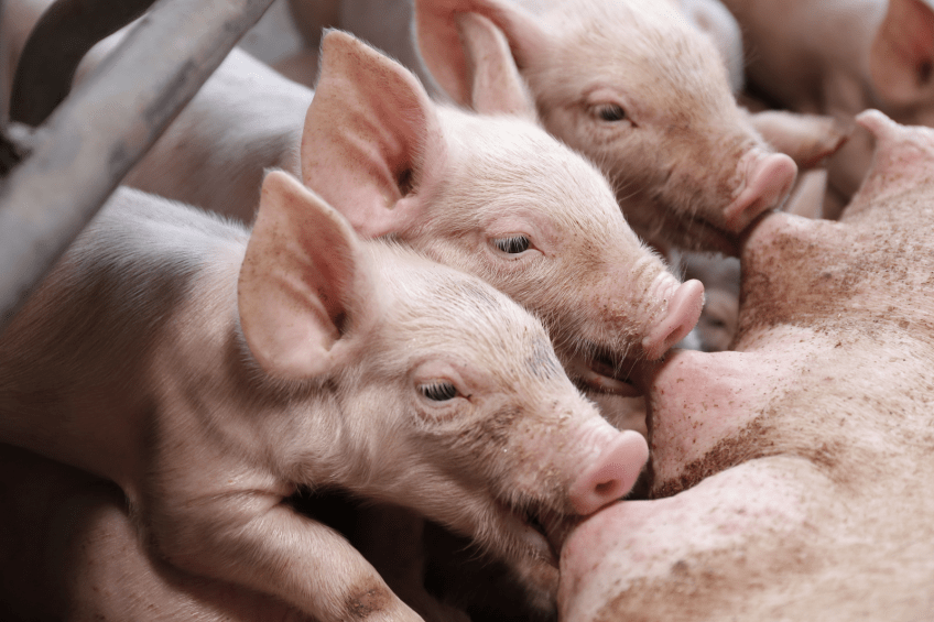 Exploring the fragility of a piglet's gut