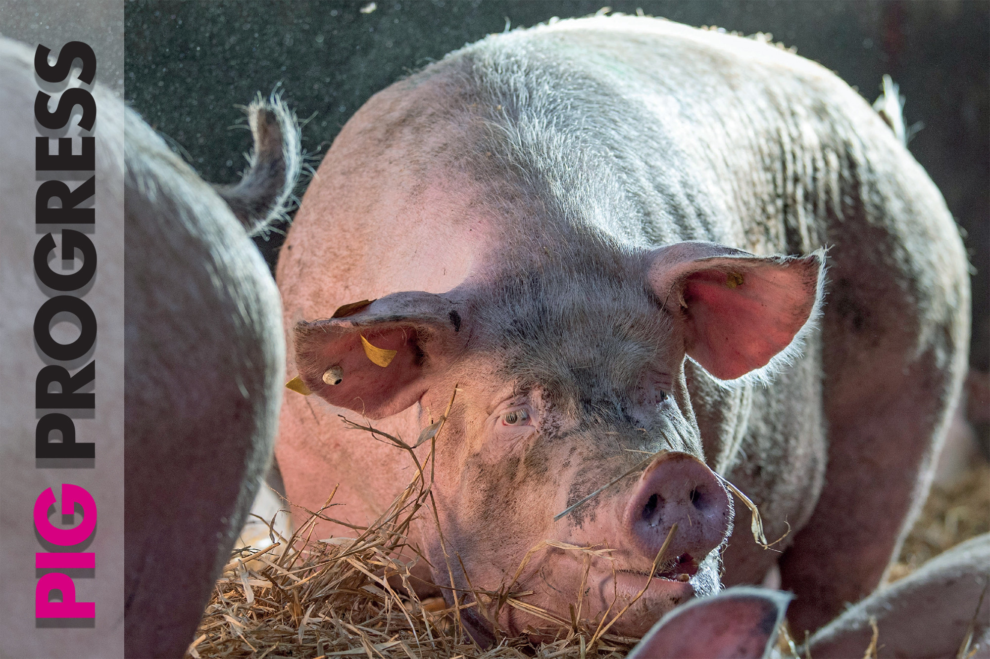 Africa and amino acids in pig progress 2