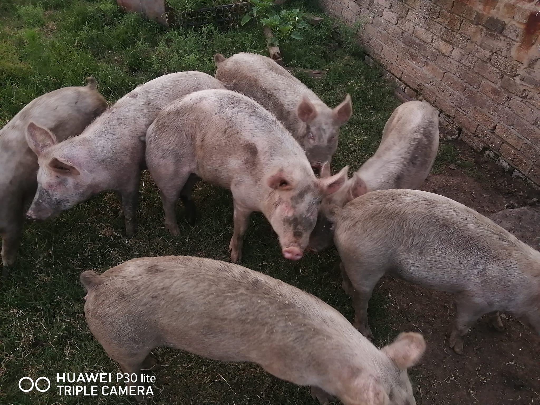 Craigslist Piglets 50 - 9kkjoeo