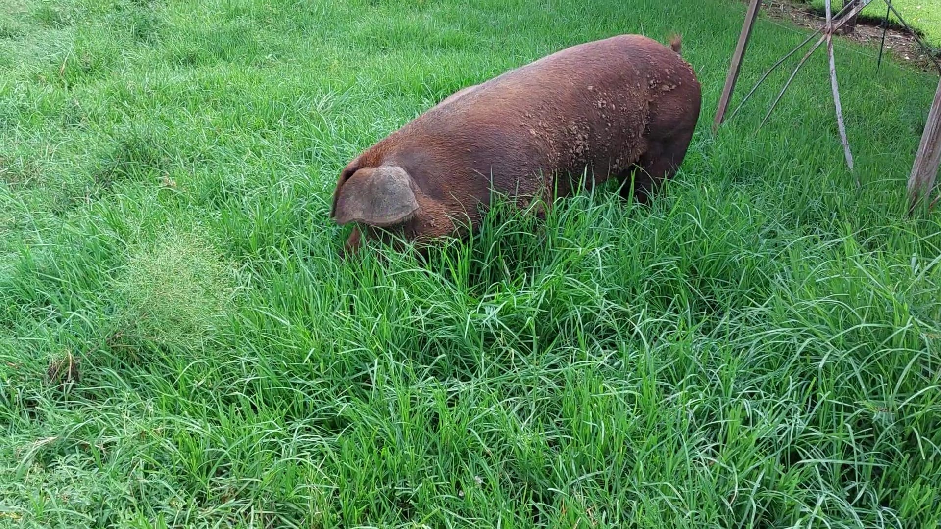 buy-sell-pigs-in-south-africa