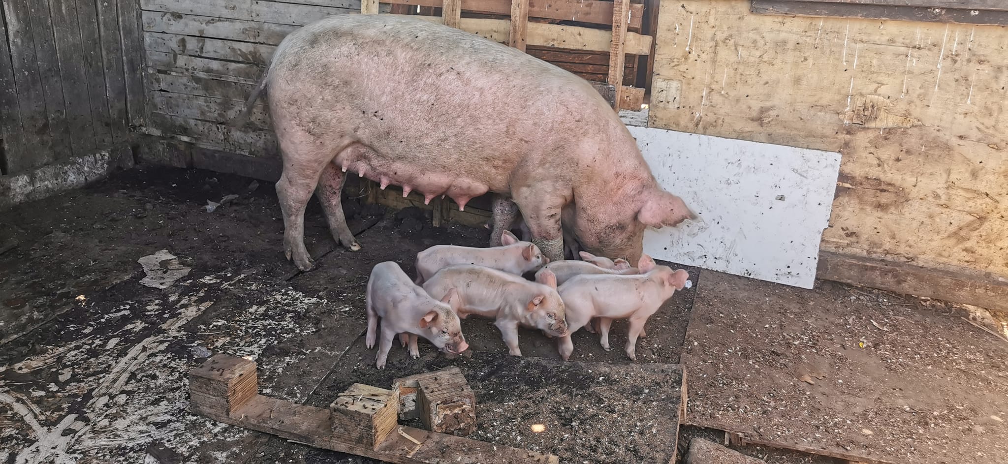 sow + piglets