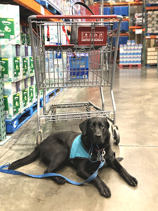 A young black Lab wearing a turquoise vest lies on the floor in front of a shopping cart in a store, looking into the camera.