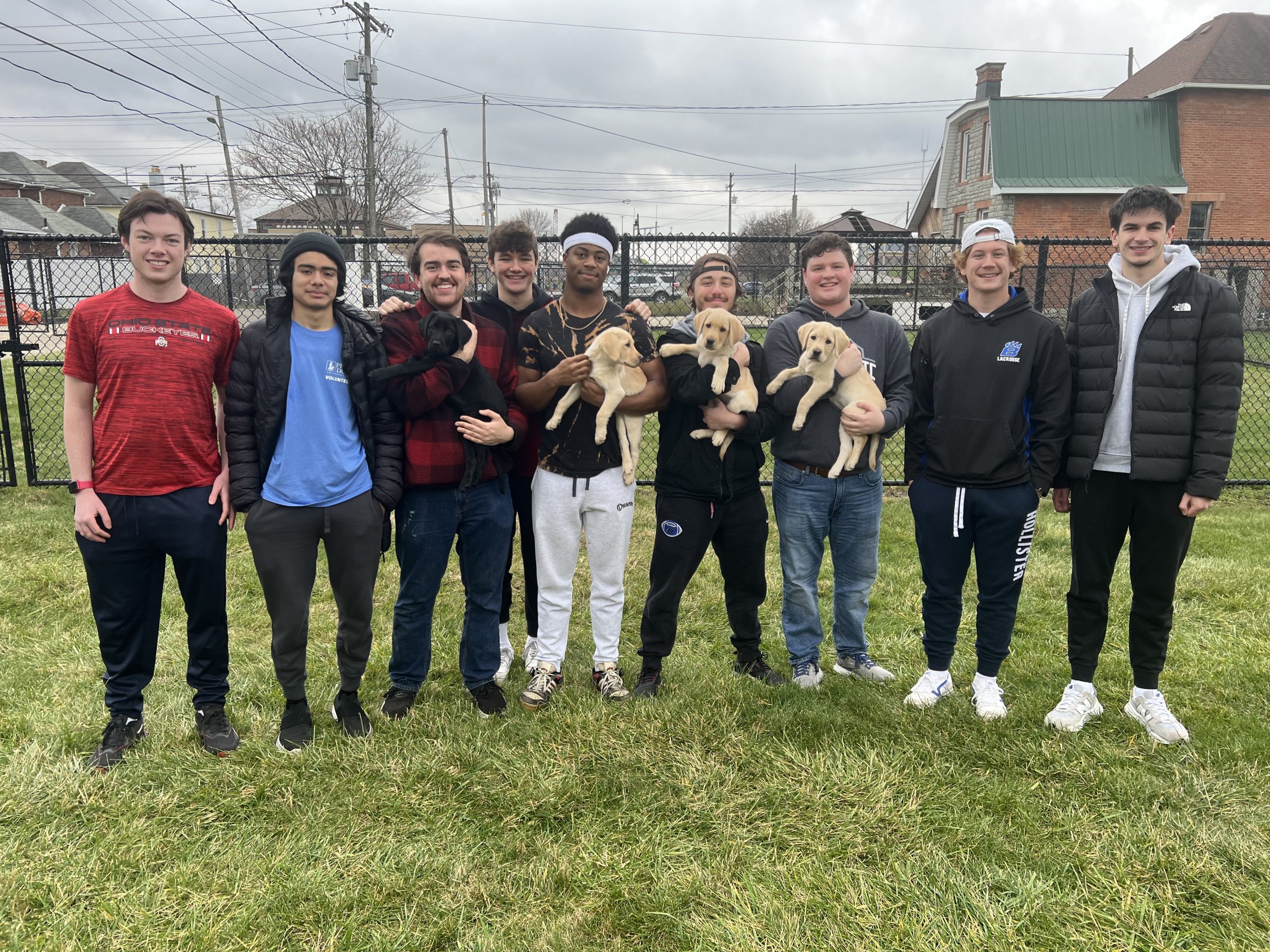 Two yellow Labs, a black Lab, and a golden retriever look up at the camera with happy faces and tongues out.