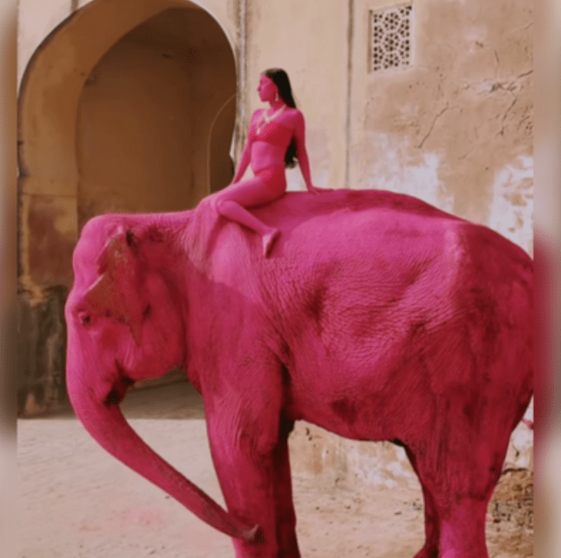全身塗滿粉紅顏料的高齡大象，背上載著一名時尚模特兒。