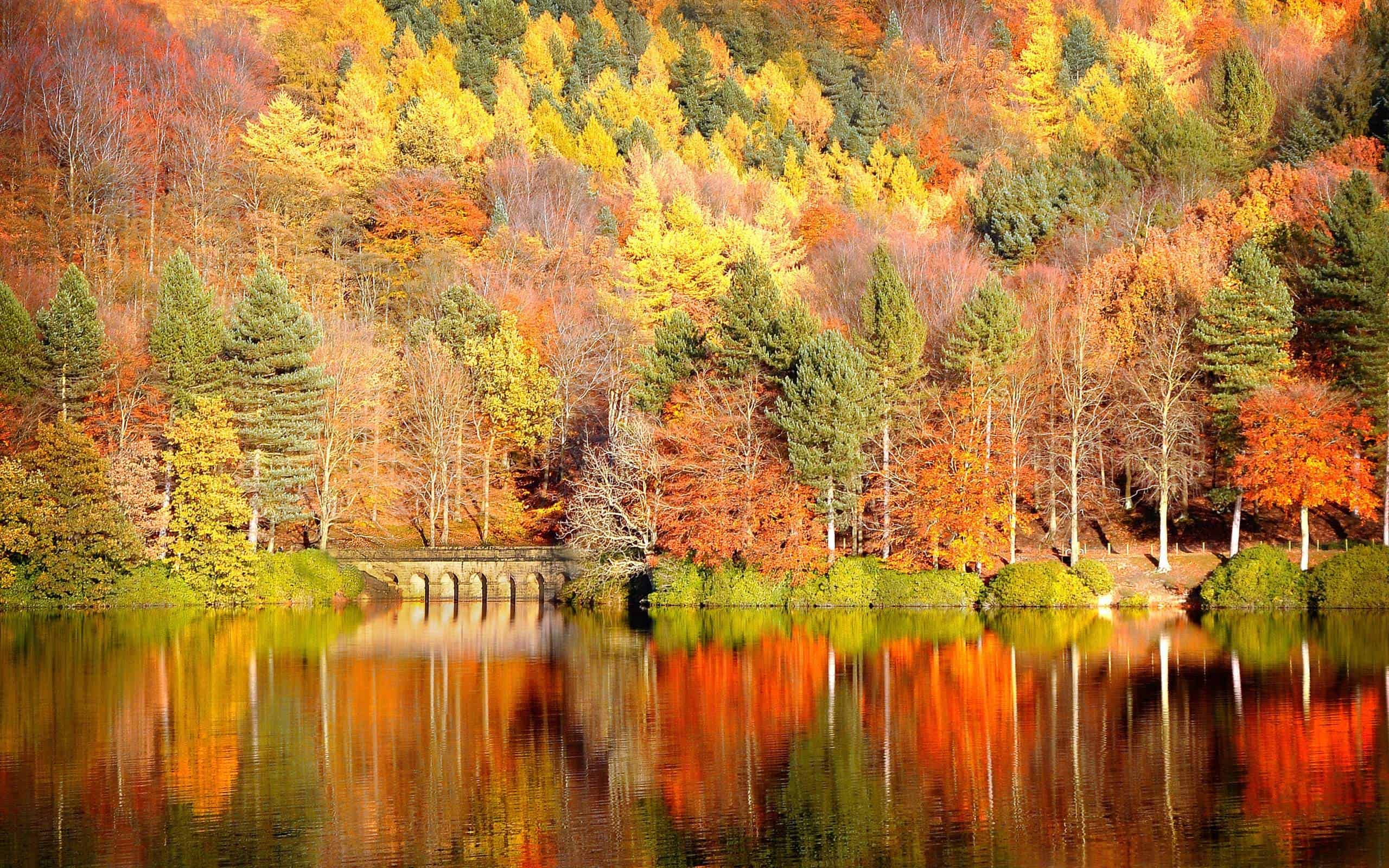 Fall foliage wallpapers hd free download